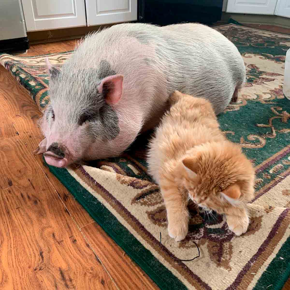 Video: Katt og gris blir bestevenner når de begynner å bo i samme hus. Bilder og video: Instagram @gypsygiraffepets