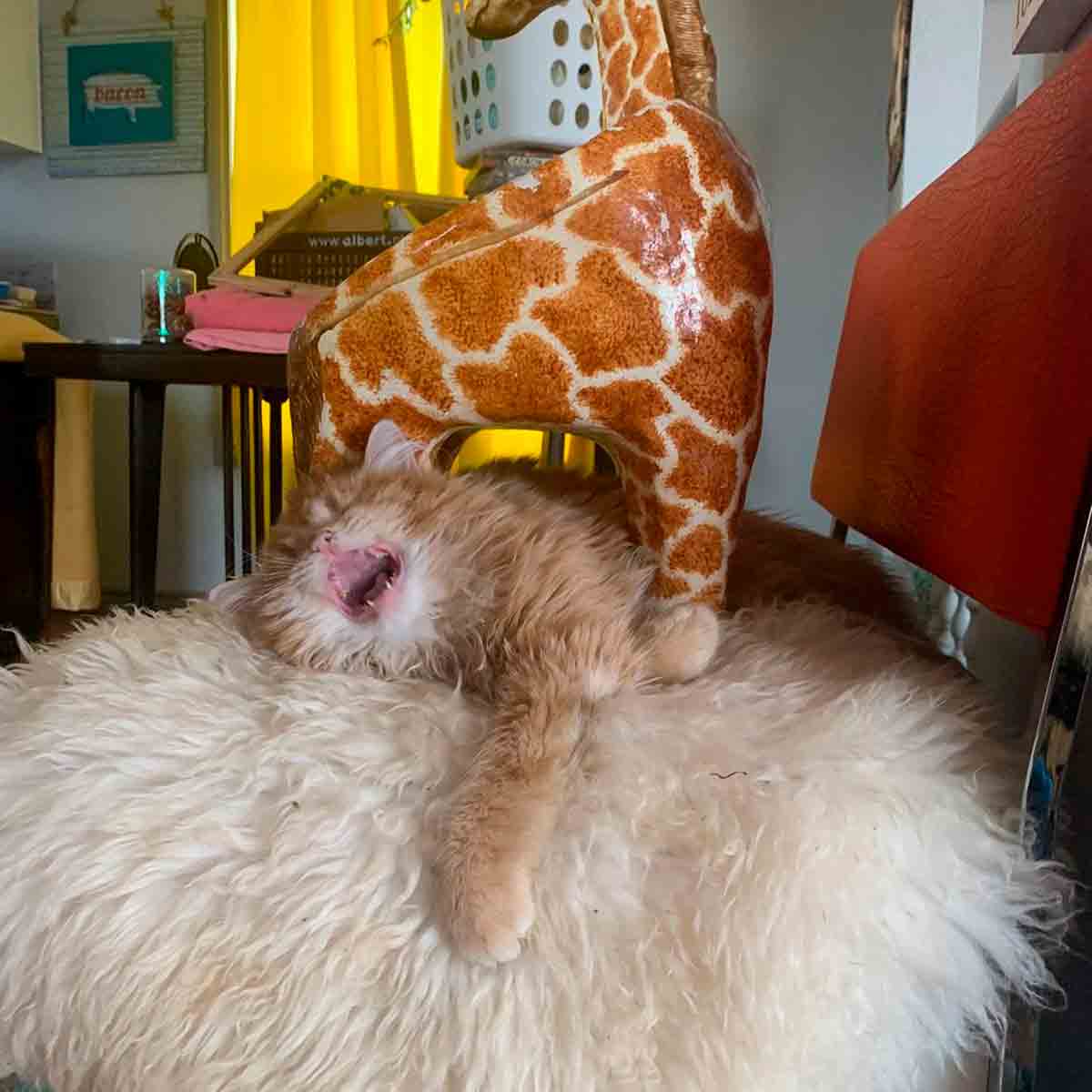 Video: Kat og lille gris bliver bedste venner, da de begynder at bo sammen under samme tag. Fotos og video: Instagram @gypsygiraffepets