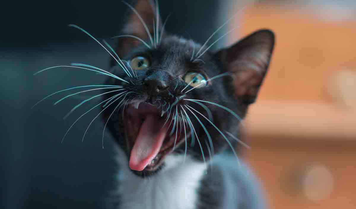 Prima di entrare in panico per la perdita dei baffi del tuo gatto, vedi cosa dicono i veterinari. Foto: Pexels