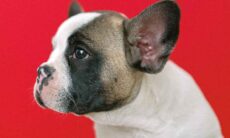 Buldogue francês. Foto: Pexels