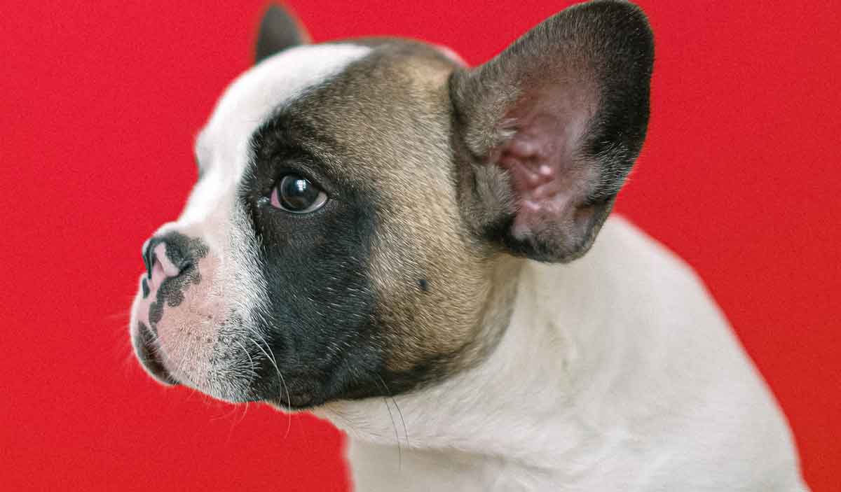 Fransk Bulldog. Foto: Pexels