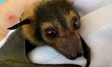 Australiana cuida de 600 morcegos em sua casa. Foto: Instagram @reptileartist