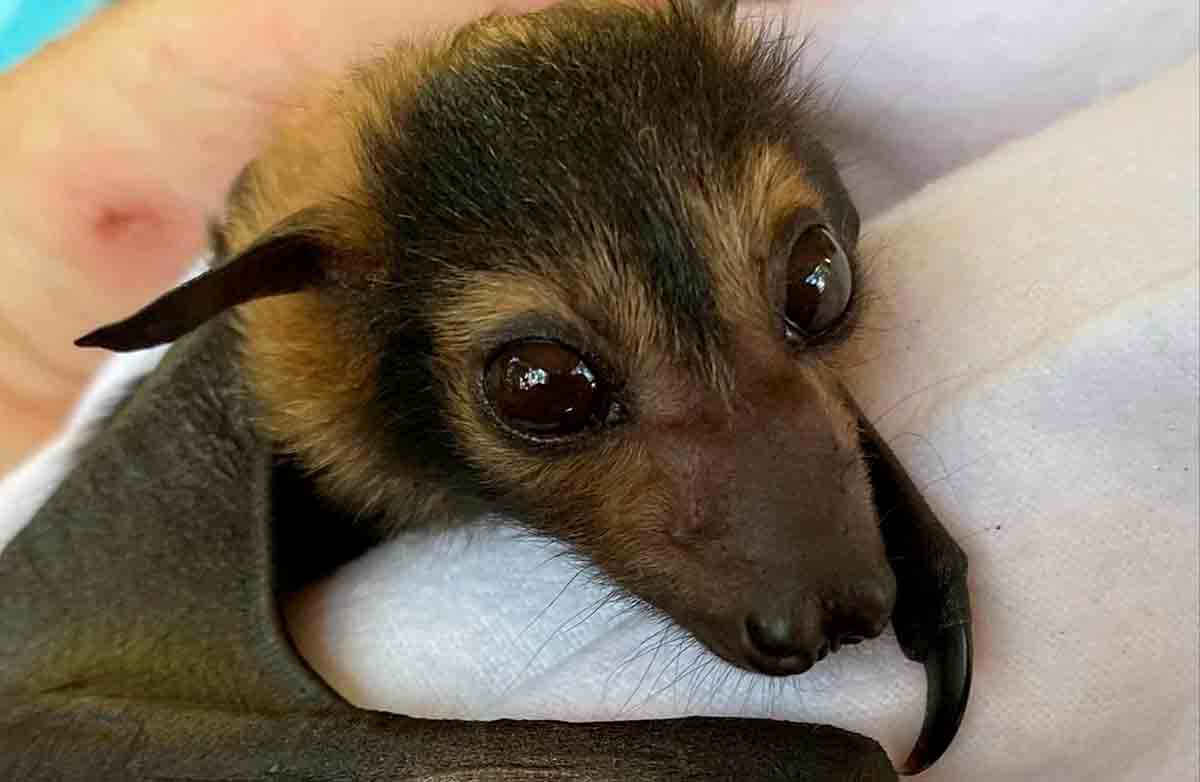 Australische verzorgt 600 vleermuizen in haar huis. Foto: Instagram @reptileartist