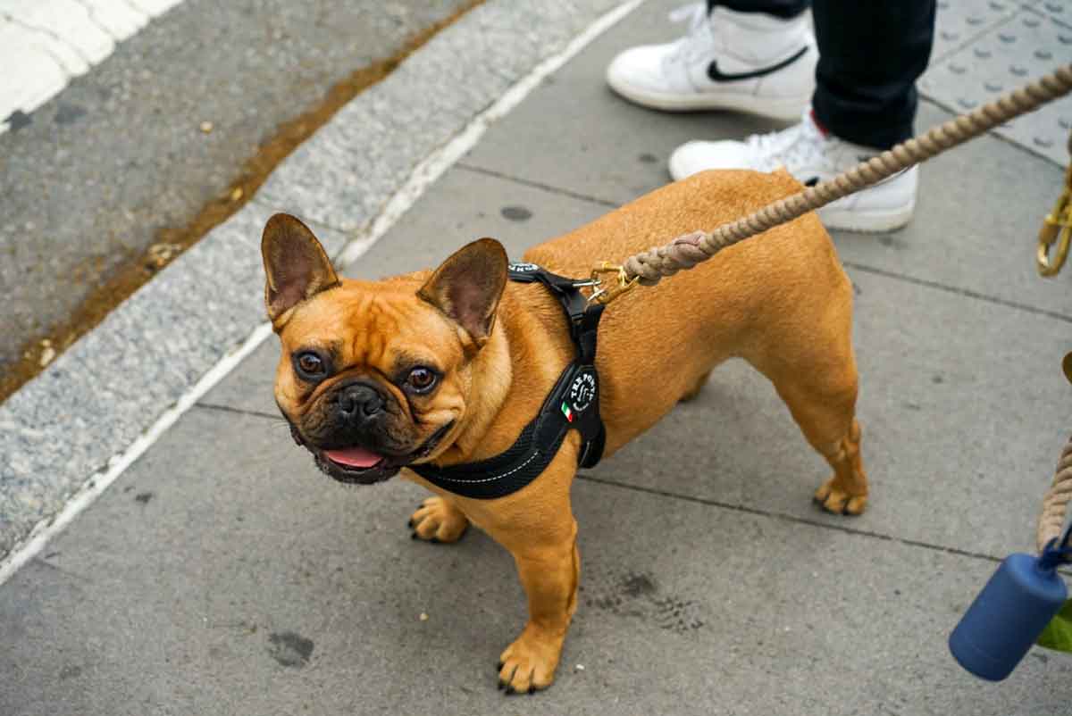 French bulldog. Photo: Pexels
