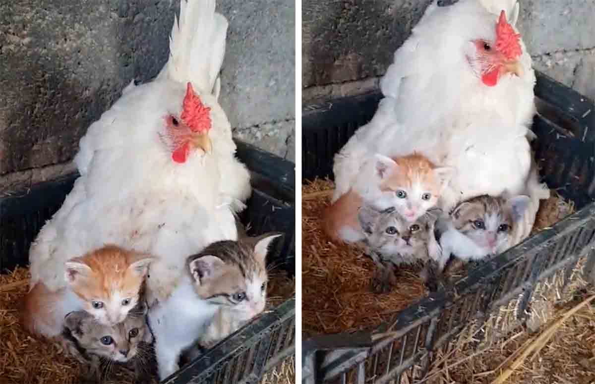 Une poule adopte une portée de chatons orphelins. Photo et vidéo : Tiktok @goran.surchi