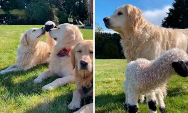 Vídeo: cadela golden retriever adota cordeirinho abandonado pela mãe. Foto: Tiktok @darcy_boris_lily