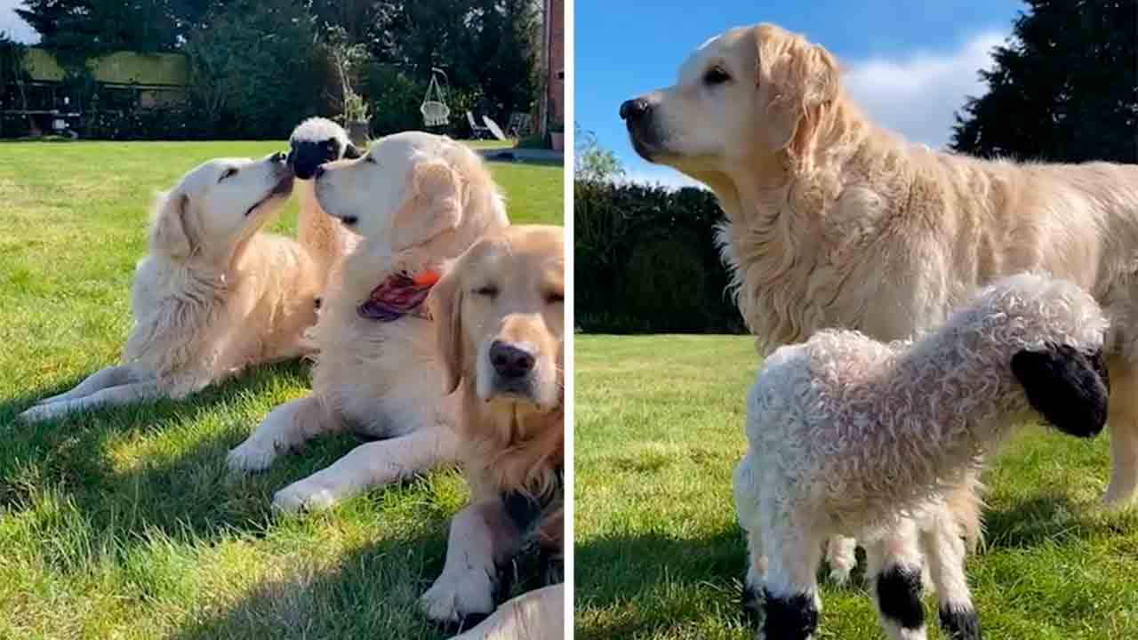 Videó: Golden Retriever kutya örökbefogad egy anyja által elhagyott bárányt. Fotó: Tiktok @darcy_boris_lily