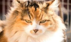 Mistério Revelado: Como os Ratos Enganam os Gatos? Foto: Pexles