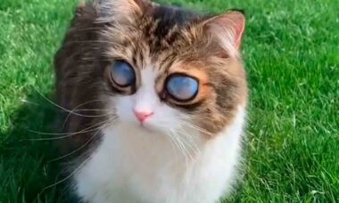 Vídeo: Gato cego fica com olhos impressionantes e vira estrela na internet. Foto: Reprodução Tiktok
