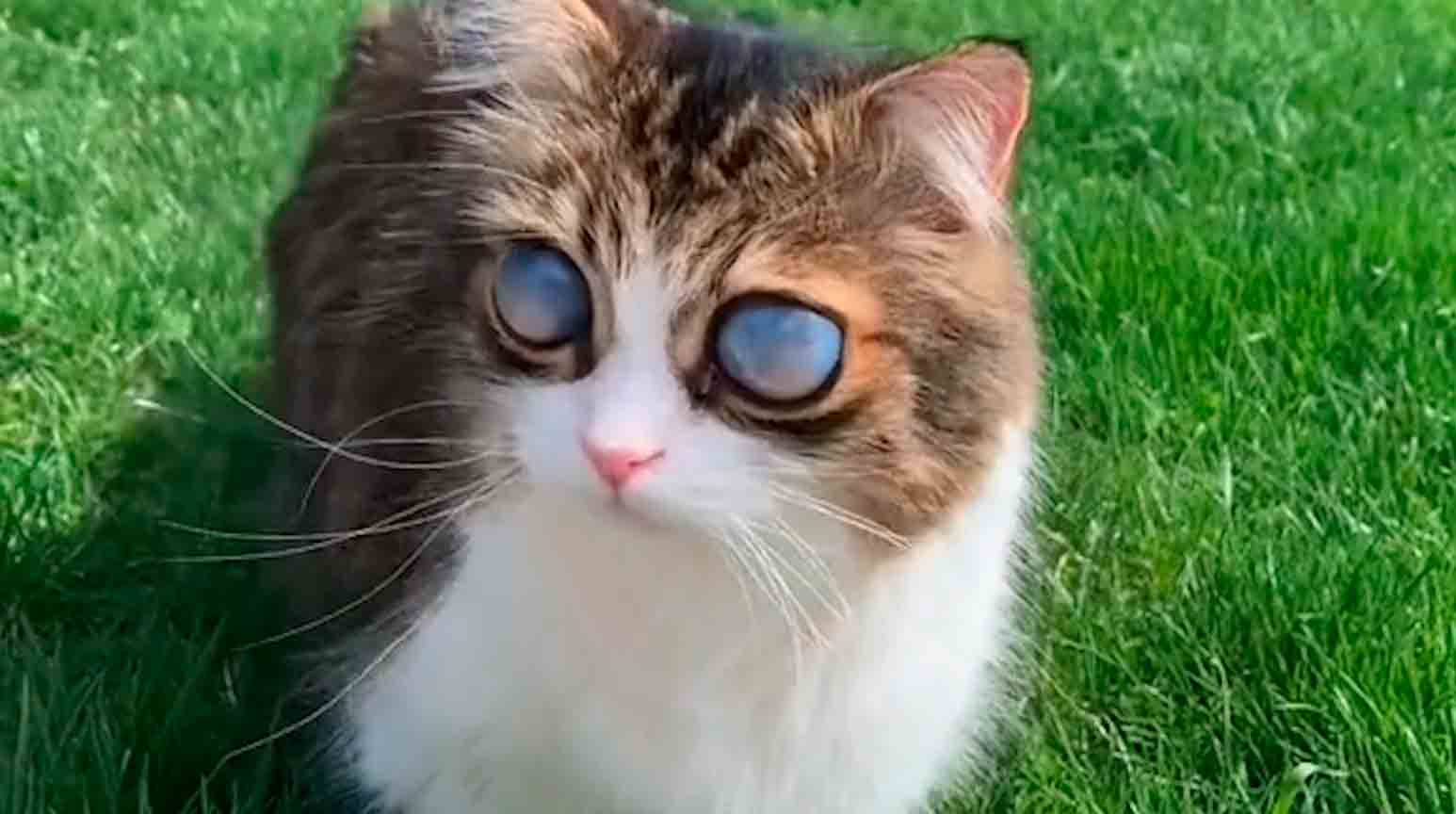 Videó: Vak macska lenyűgöző szemekkel rendelkezik és internetes sztárrá válik. Fotó: Tiktok reprodukció