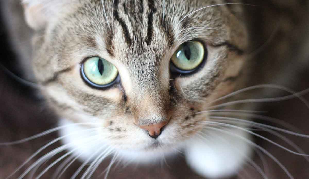 Forstå hvorfor katten din stirrer på deg lenge uten å blunke. Foto: Pexels