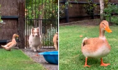 Vídeo hilário: pato pensa que é um cão, e a matilha parece concordar (Foto: Reprodução/TikTok)