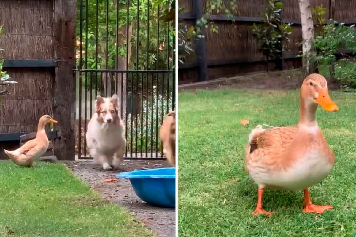 Vídeo hilário: pato pensa que é um cão, e a matilha parece concordar (Foto: Reprodução/TikTok)