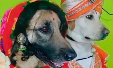 Vídeo com casal de cães vestidos de noivos indianos quebra a internet (Foto: Reprodução/Instagram)