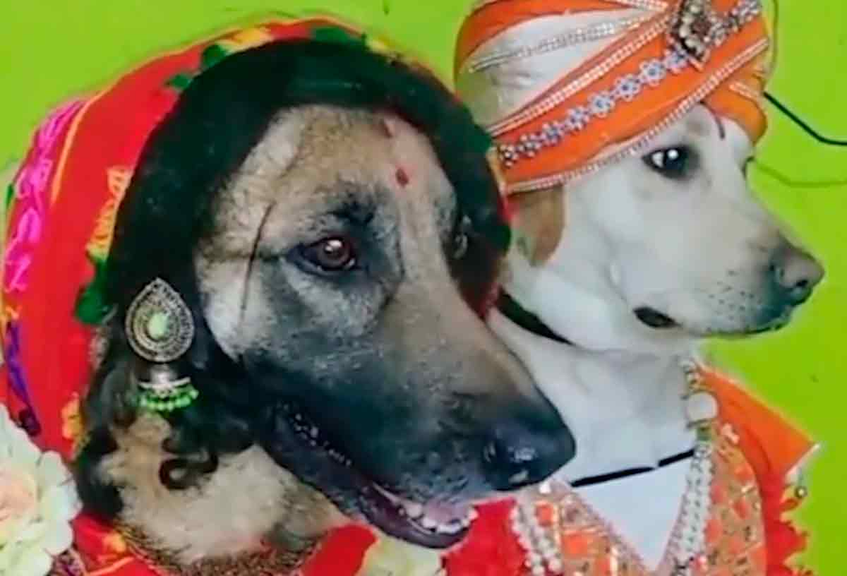 Video with couple of dogs dressed as Indian newlyweds breaks the internet (Photo: Reproduction/Instagram)