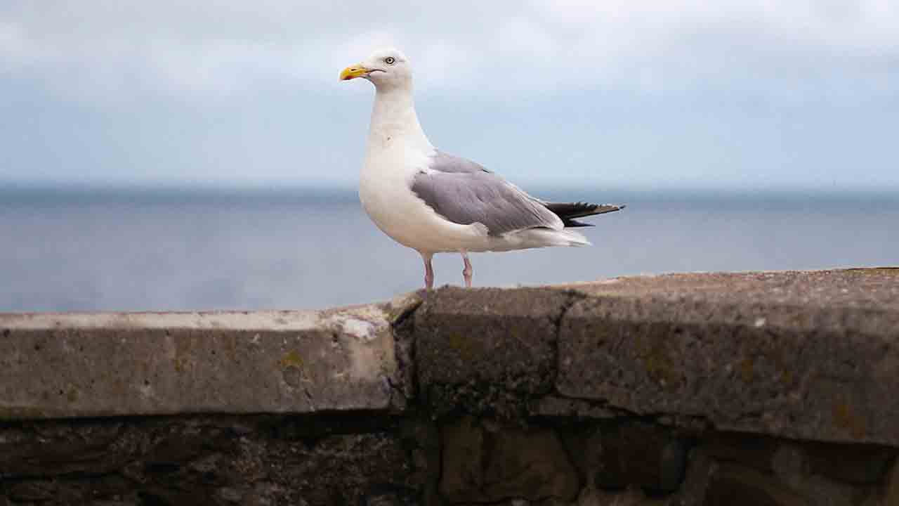 Video: Seagull caught breaking into house to steal cat food. Photo: Pexels