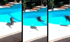 Vídeo: Dono cruel dá susto em gato que, desesperado, pula dentro da piscina (Foto: Reprodução/instagram @cat_l0verss)