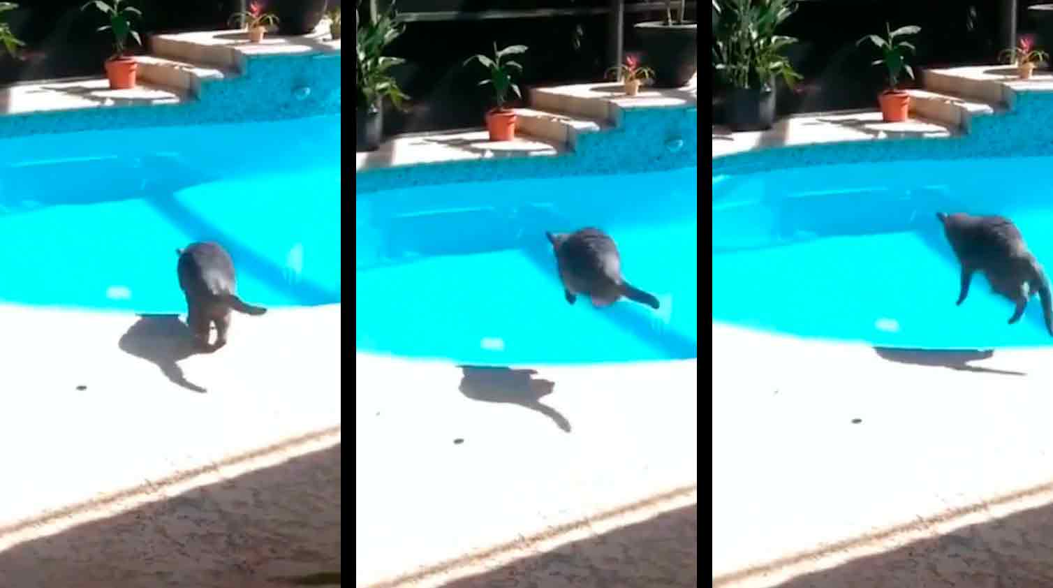 Vídeo: Dono cruel dá susto em gato que, desesperado, pula dentro da piscina (Foto: Reprodução/instagram @cat_l0verss)