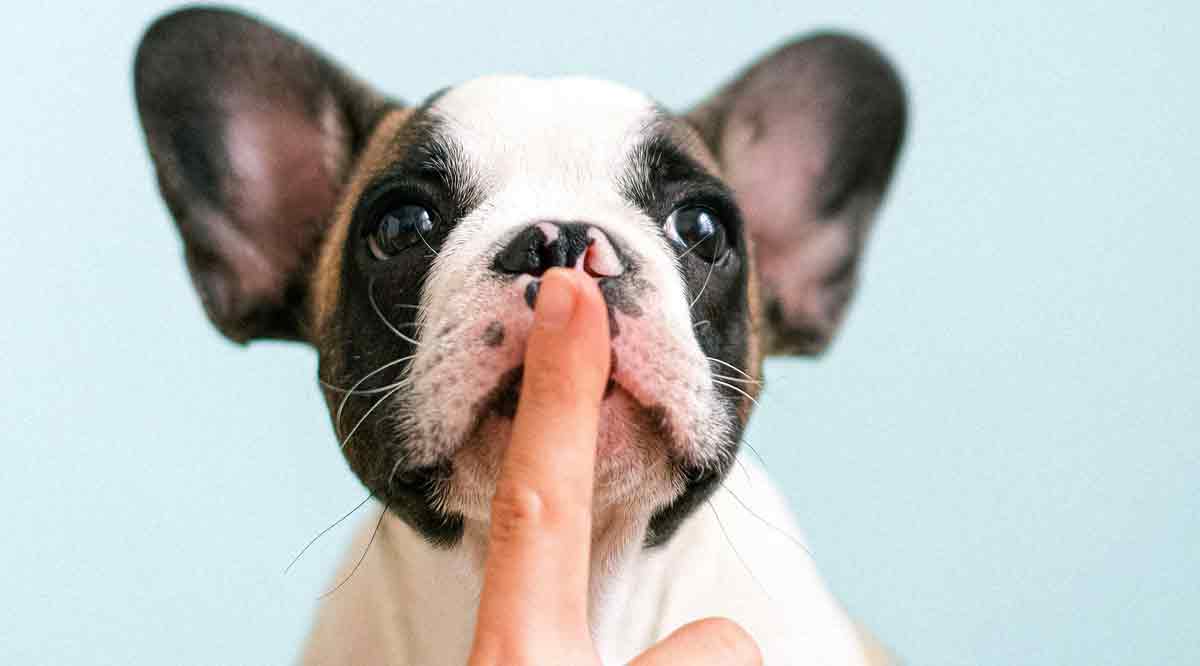 Yelling is the worst tactic for educating a puppy, study indicates