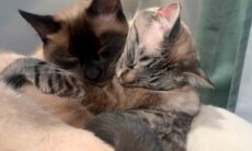 Gatinhos Puffin e Binx abraçados. Foto: Instagram @puffin_loves_binx