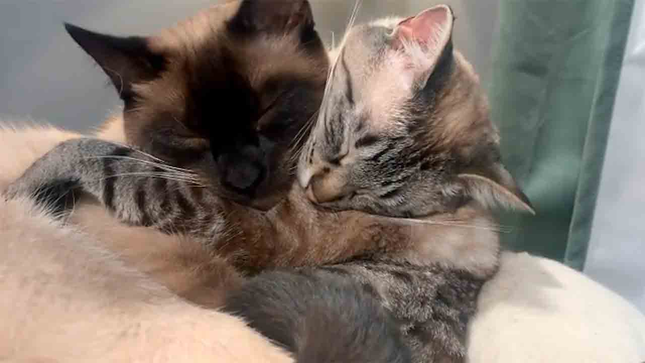 Kätzchen Puffin und Binx umarmen sich. Foto: Instagram @puffin_loves_binx
