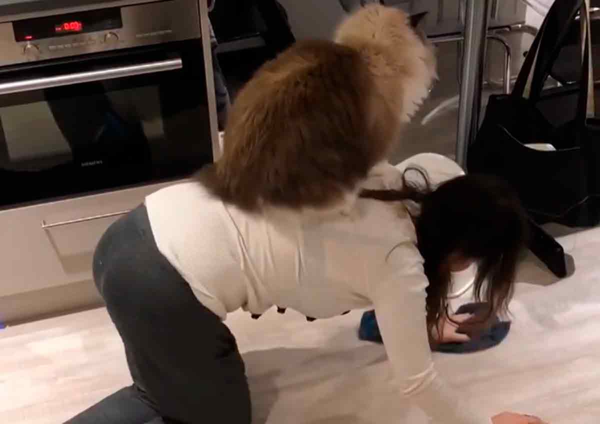 Video: Cat that lives perched on owner's back goes viral on the internet. Photo: instagram @ladylolathecat