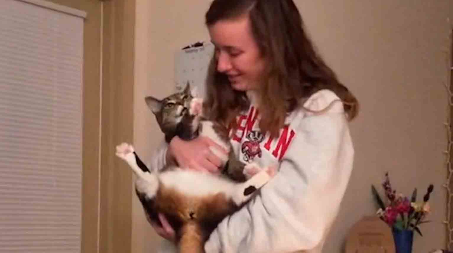 Vídeo: gato imita a dona como se fosse um papagaio e quebra a internet. Foto e vídeo: Reprodução Tiktok @miss_nugget_cat