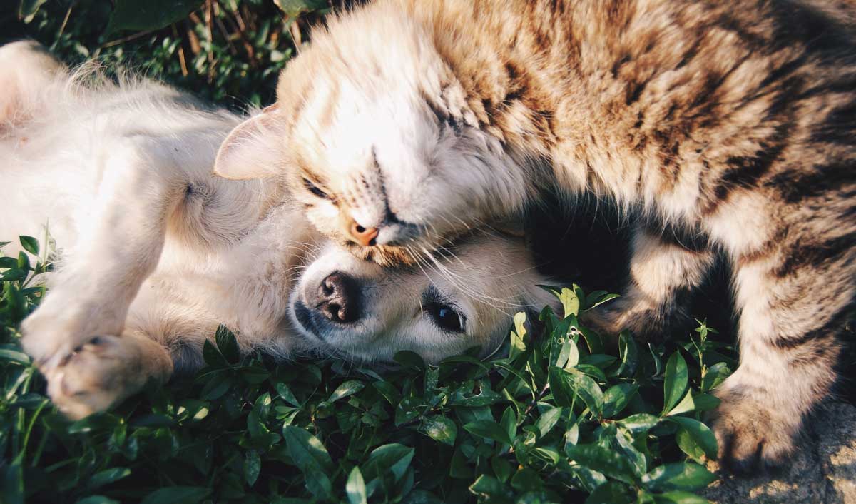 Essas são as 10 raças de cães mais propensas a conviver bem com gatos