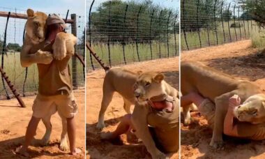 Abandonada pela mãe quando filhote, leoa é adotada por humano e vira estrela do TikTok. Foto: Tiktok @sirgathelioness