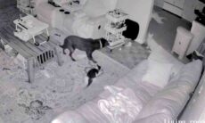 Vídeo misterioso: câmera de segurança registra ‘fantasma’ atacando um gato. Foto: Tiktok @stardustannie