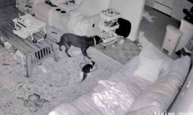 Vídeo misterioso: câmera de segurança registra ‘fantasma’ atacando um gato. Foto: Tiktok @stardustannie