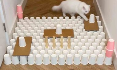 Vídeo de gata superando labirintos é o mais visto no TikTok. Foto: TikTok @mmeowmmia