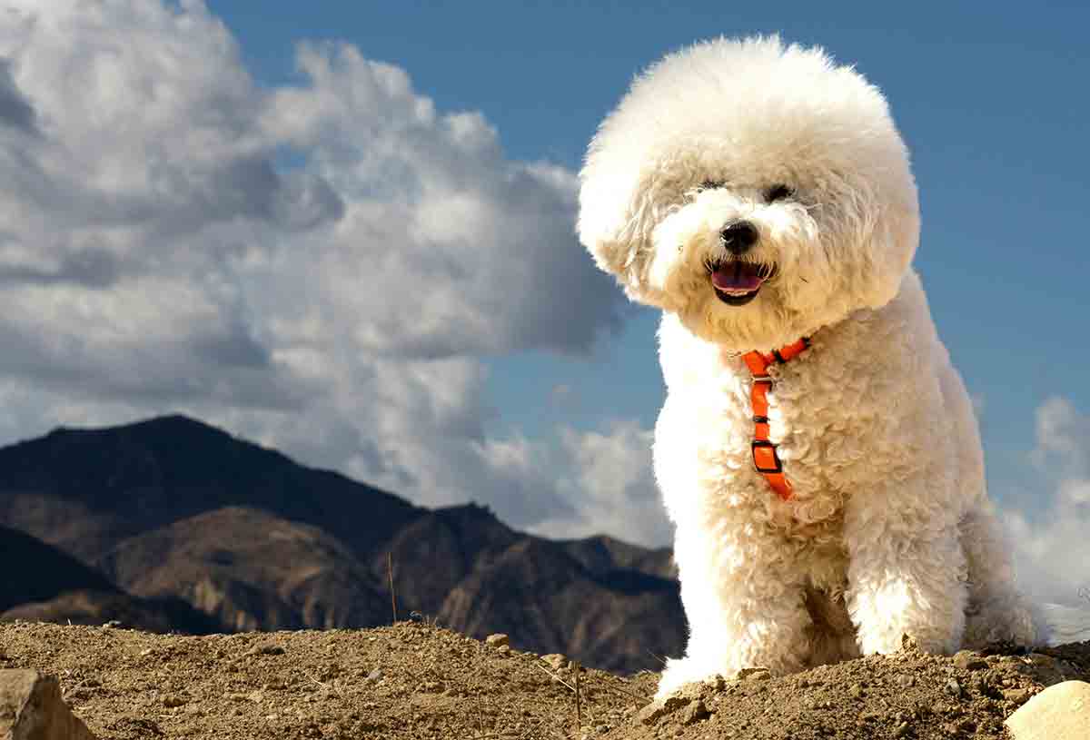 Bichon Frise. Foto: Pexels