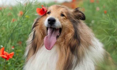 Collie de Pelo Longo. Foto: Pexels