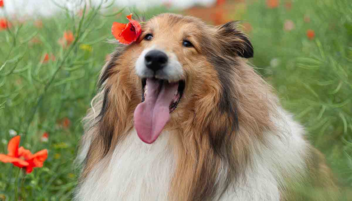 Långhårig Collie. Foto: Pexels