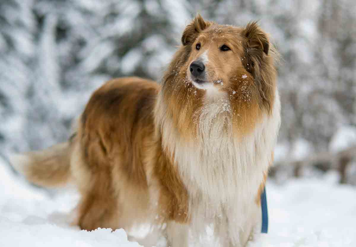 Langharige Collie. Foto: Pexels