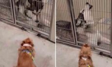 Após 18 meses afastados, cães ‘cantam’ e ‘dançam’ de felicidade no reencontro. Foto e vídeo: Reprodução TikTok @tarazapp