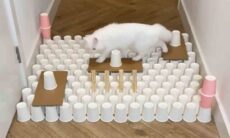 Vídeo de gata superando labirintos é o mais visto no TikTok (Foto: Reprodução/TikTok)