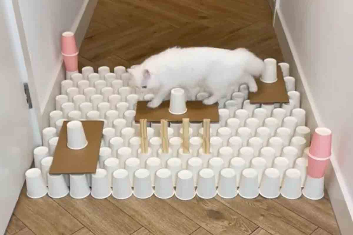 Vídeo de gata superando labirintos é o mais visto no TikTok (Foto: Reprodução/TikTok)