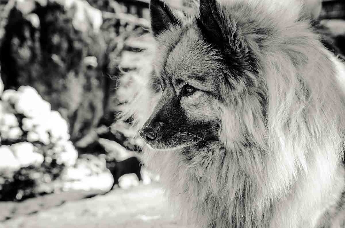 Keeshond. Photo: Pexels