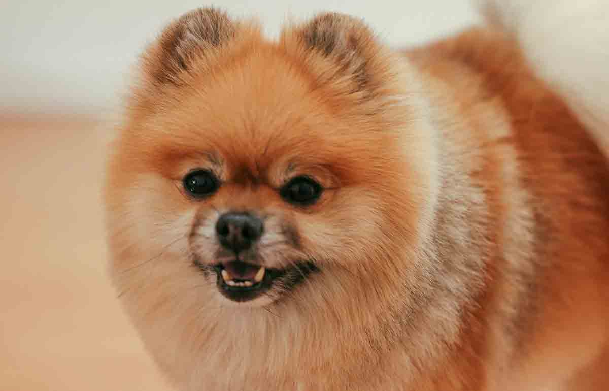 Pomeranian. Photo: Pexels