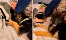 Vídeo hilário: cão pastor alemão furta chupeta de bebê e diverte a internet (Foto: Reprodução/TikTok)