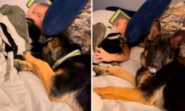 Vídeo hilário: cão pastor alemão furta chupeta de bebê e diverte a internet (Foto: Reprodução/TikTok)