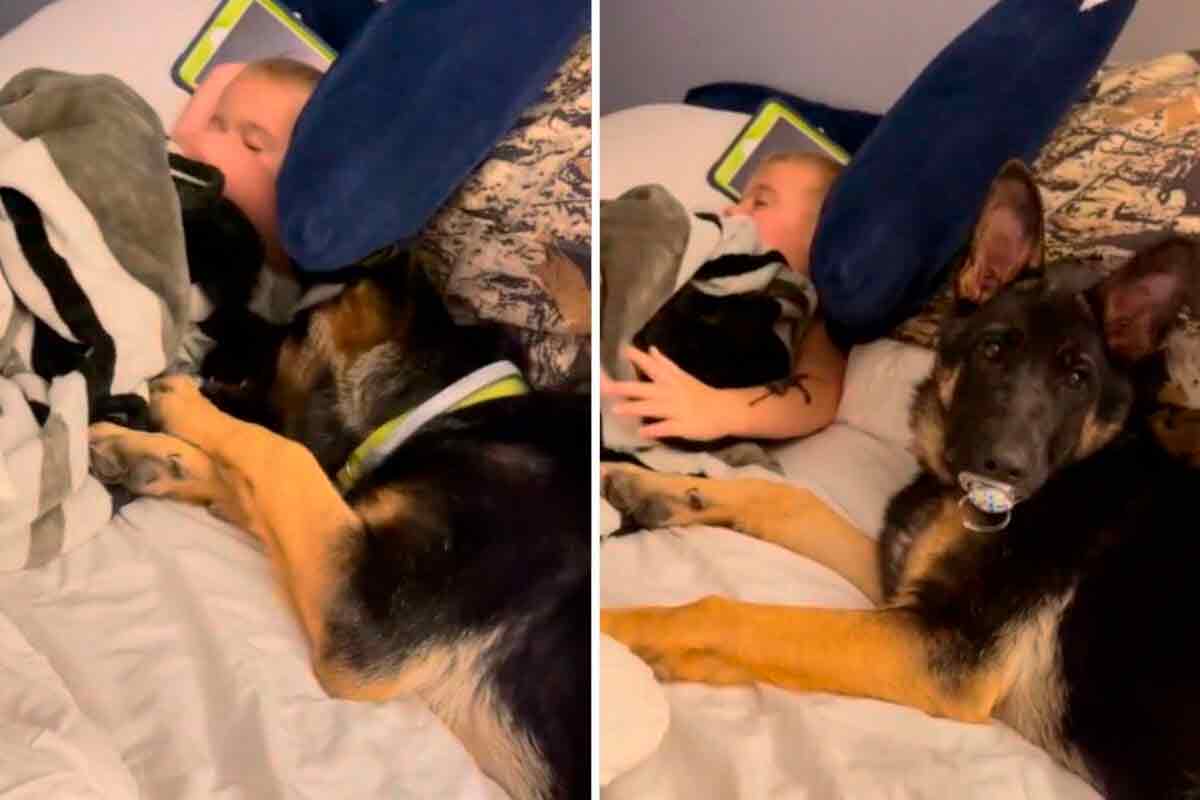 Hilarious video: German shepherd steals baby's pacifier and amuses the internet (Photo: Reproduction/TikTok)