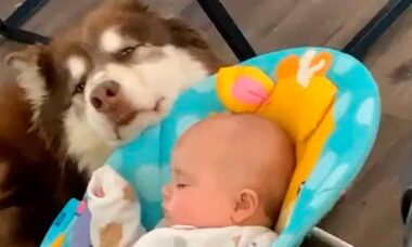 Vídeo fofo: cão balança caminha, faz bebê pegar no sono e encanta a internet. Fotos e vídeos: Instagram @WeRateDogs