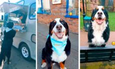 Conheça Beans, o cão da raça bernese que é a nova estrela do TikTok.Reprodução Tiktok @bigbeans619