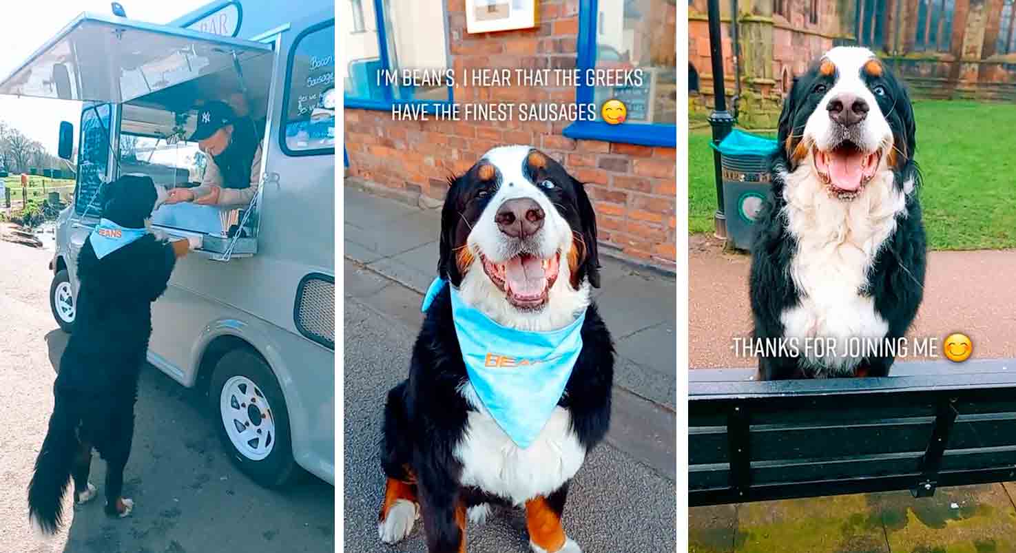 Meet Beans, the Bernese breed dog that's the new TikTok star. Tiktok Reproduction @bigbeans619