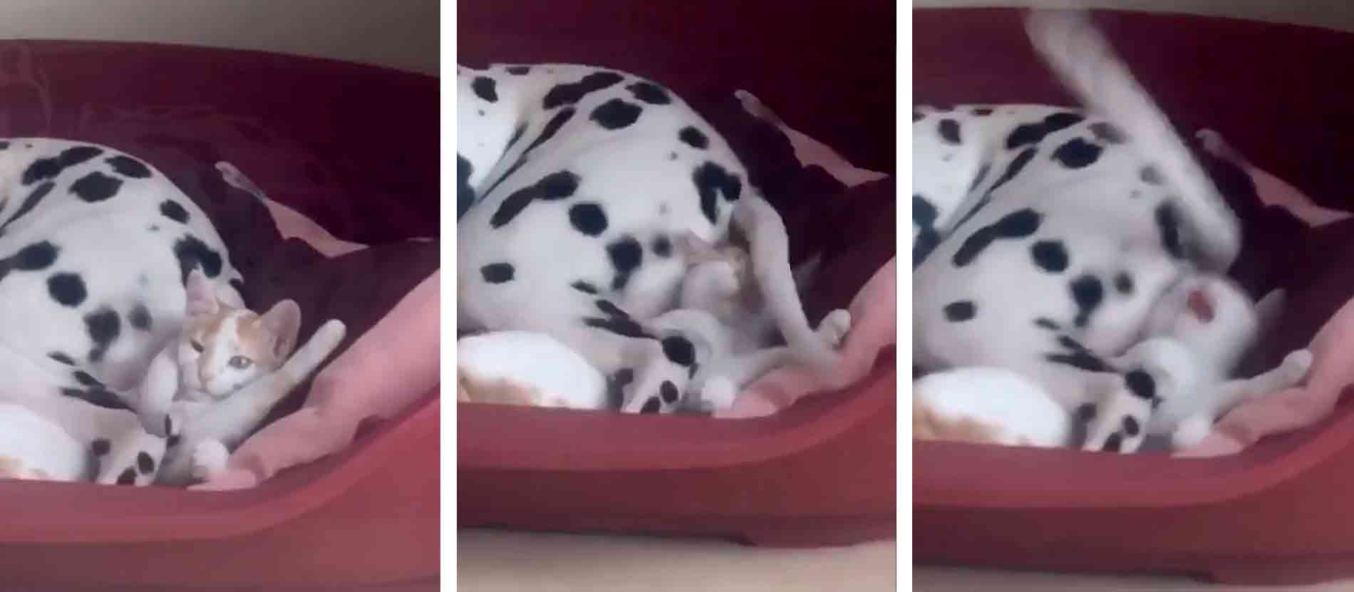 Video divertente: con la sua coda, il cane dalmata non lascia in pace il gattino (Foto: Riproduzione/Reddit)