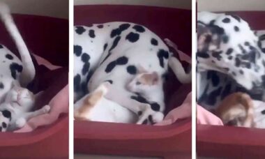 Vídeo hilário: com sua cauda, cão dálmata não deixa gatinho em paz (Foto: Reprodução/Reddit)