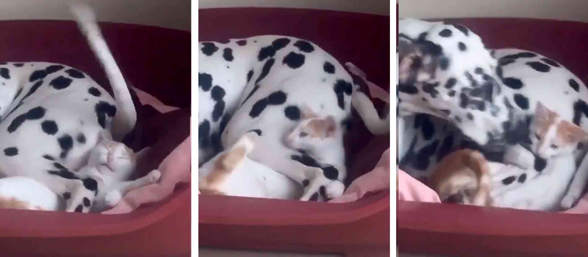 Hilarisches Video: Mit seinem Schwanz lässt der Dalmatinerhund das Kätzchen nicht in Ruhe (Foto: Wiedergabe/Reddit)